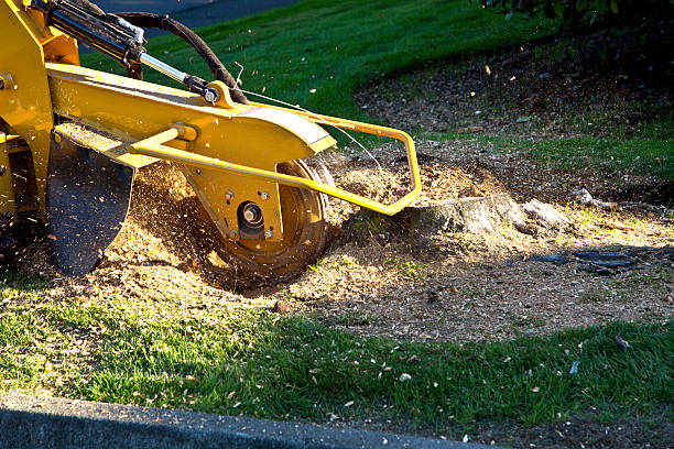 Best Leaf Removal  in Owatonna, MN